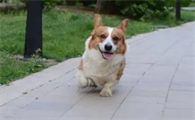 怎样改掉柯基幼犬张嘴咬人