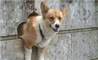 狗狗着急钻洞的原因