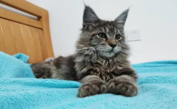 缅因猫小时候像狸花