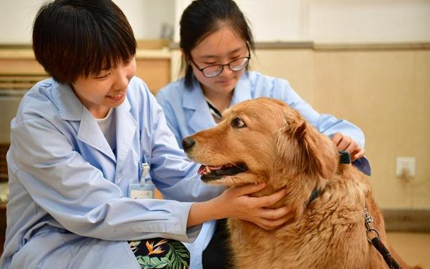 宠物行业需要学什么专业 宠物行业需要学什么专业