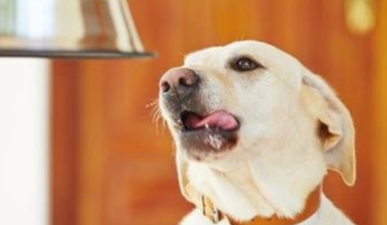 狗狗回绝进食还能活多久？你知道吗？