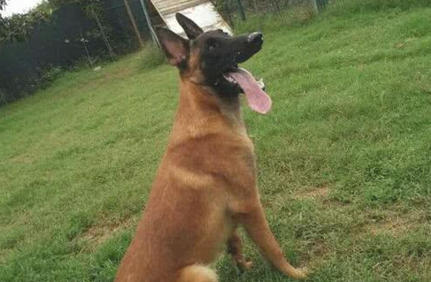 要想养好一条马犬,最先你得先具有以下内容哦 要想养好一条马犬,最先你得先具有以下内容哦