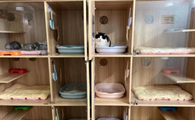 宠物店寄养猫咪安全吗