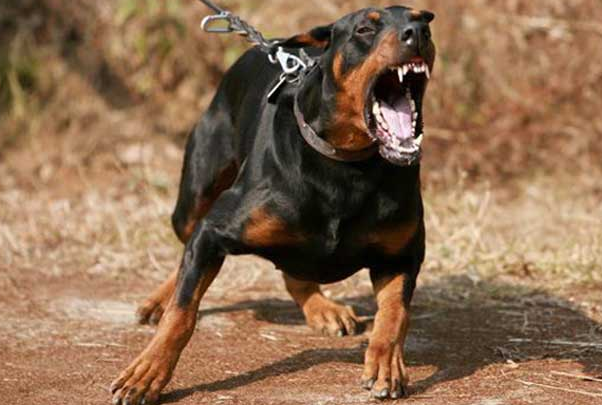 杜宾犬一窝能生几只幼犬