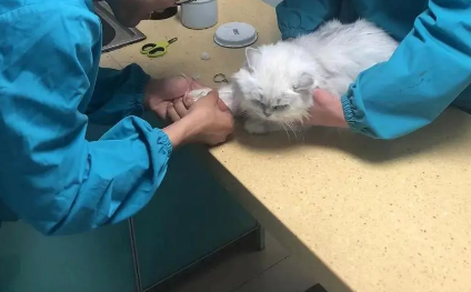 高淳宠物医院在哪里