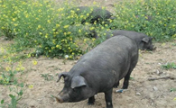 太湖猪配杜洛克产下是啥猪种