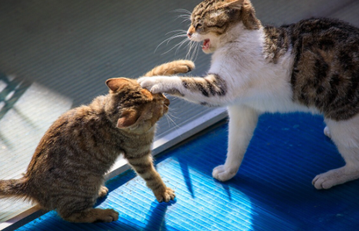 猫咪打架了要不要阻止