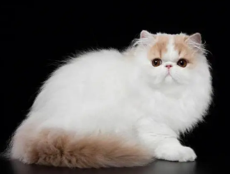 缅因猫和波斯猫的串串 缅因猫和波斯猫的串串