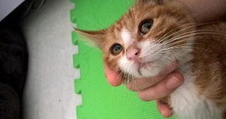 猫咪鼻子干,是生病了吗? 猫咪鼻子干,是生病了吗?