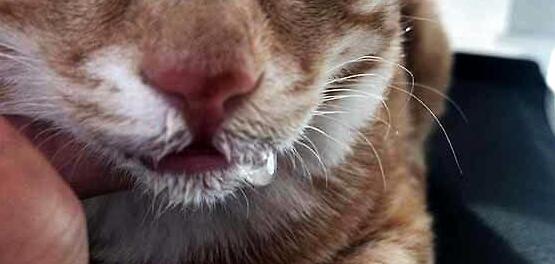 猫睡觉流口水是怎么回事?猫睡觉流口水正常吗?(猫为啥睡觉流口水) 猫睡觉流口水是怎么回事?猫睡觉流口水正常吗?(猫为啥睡觉流口水)