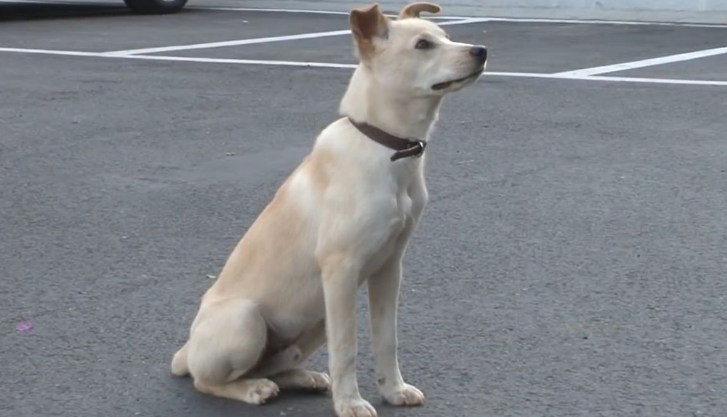 狗狗为什么不抬头看人 狗狗为什么不抬头看人