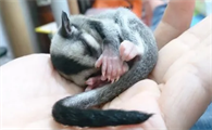 蜜袋鼯不想要了送哪里