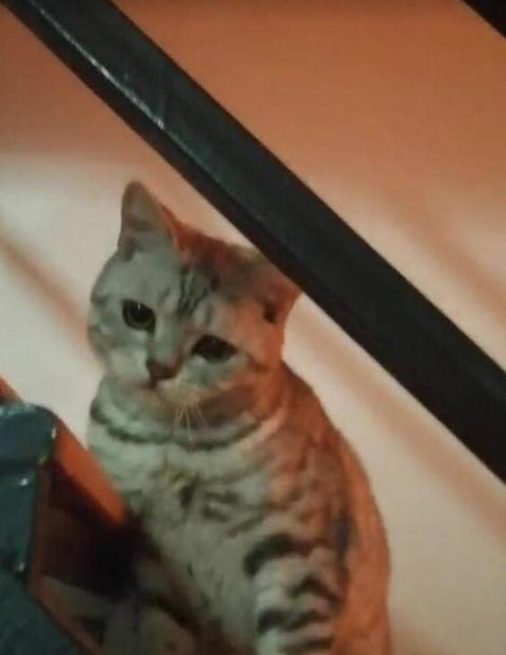 家猫做完绝育第二天,主人看到猫咪的表情想哭,网友:还不哄哄它 家猫做完绝育第二天,主人看到猫咪的表情想哭,网友:还不哄哄它
