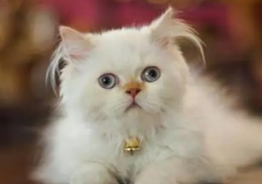 波斯猫中暑怎么办？铲屎官夏天的头等大事！