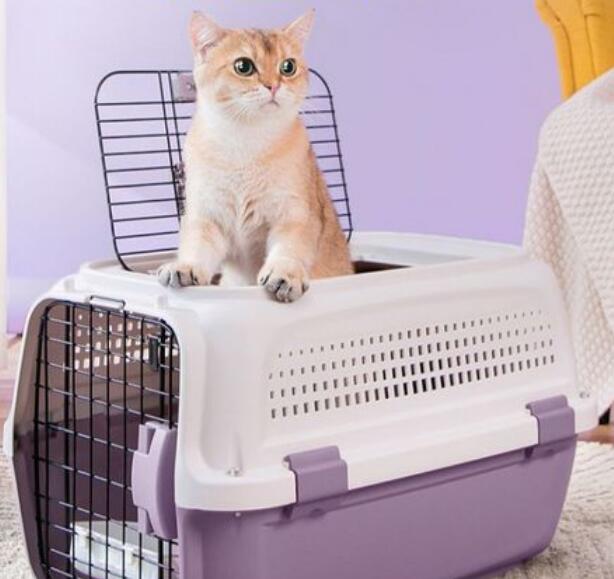 猫咪托运怎么接收 猫咪托运怎么接收