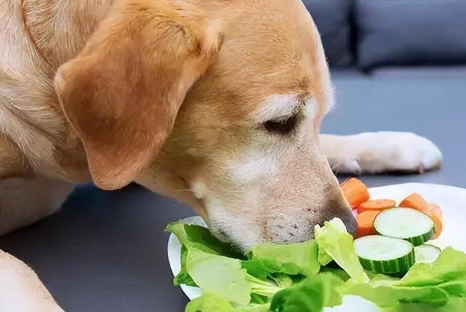 狗狗挑食、不爱吃饭怎么办?以及注意事项 狗狗挑食、不爱吃饭怎么办?以及注意事项
