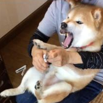 如何帮狗狗剪指甲？