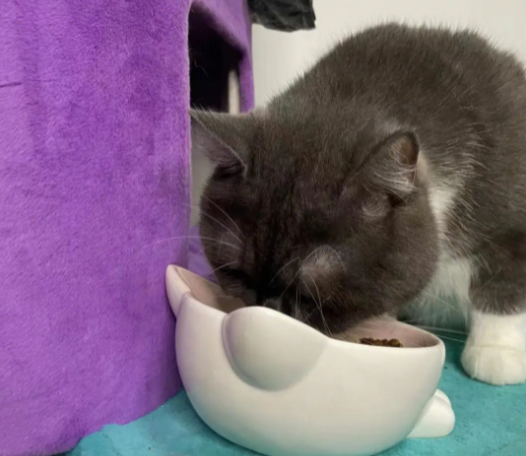 猫咪为什么会说话和吃饭