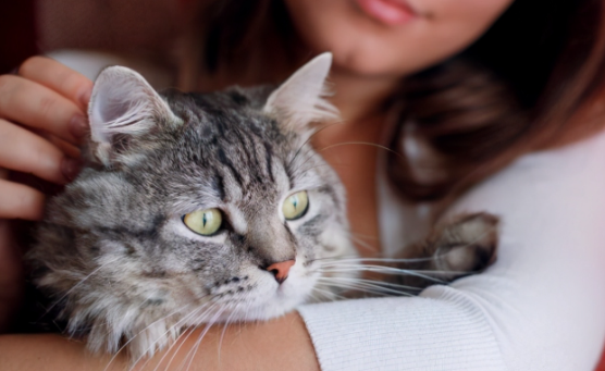 母猫跟儿子生下的猫到底好不好