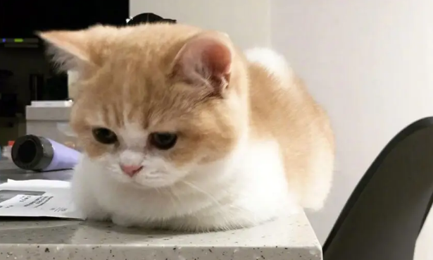 猫咪便秘可以喝牛奶吗?如何正确帮助猫咪来治疗便秘
