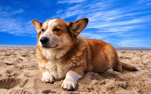 上海能养中华田园犬吗