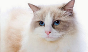 适合家养的猫的品种有哪些