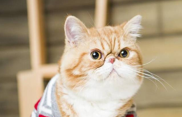 养猫的第一大难题马上迎面而来：给猫咪买什么猫粮好？