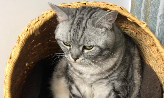 太胖的猫咪，容易患上的疾病都有哪些？