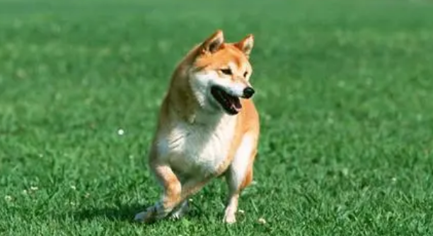 狗狗尿干后为什么很油 狗狗尿干后为什么很油