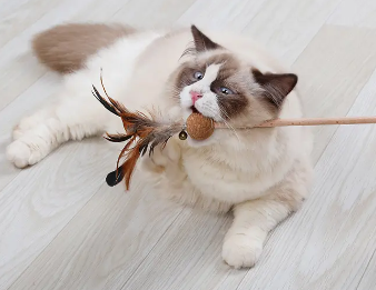 猫咪一直玩逗猫棒会累死吗