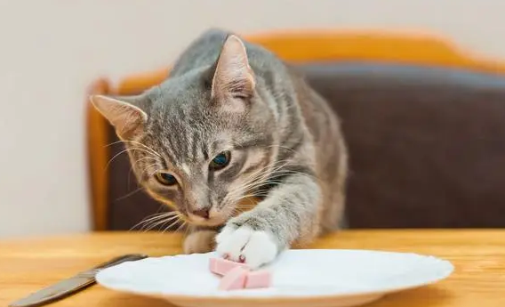 新手养猫要做什么