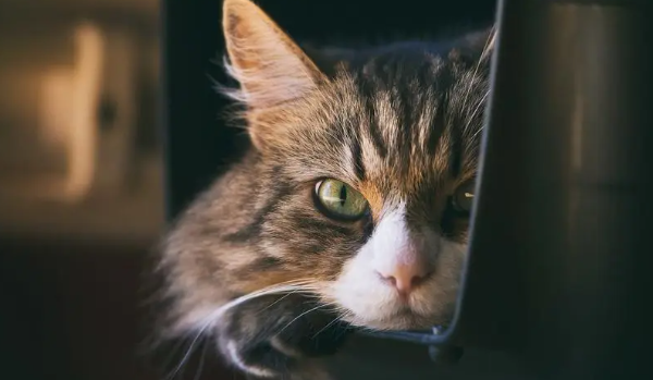 2个月的小猫吐了是什么原因呢? 2个月的小猫吐了是什么原因呢?
