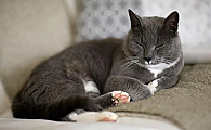 为什么不能强迫猫咪睡觉的原因