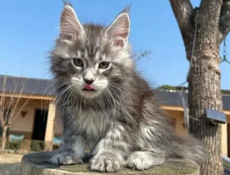 给缅因猫为什么吃有益健康? 给缅因猫为什么吃有益健康?