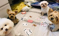 狗狗打扑克的视频