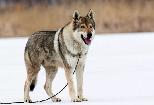 一只小捷克猎狼犬多少钱？一只小小的捷克猎狼犬多少钱？