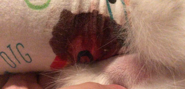 猫排便时出一点鲜红色的血是怎么回事啊