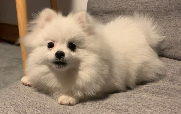 如何判断小博美犬生病了