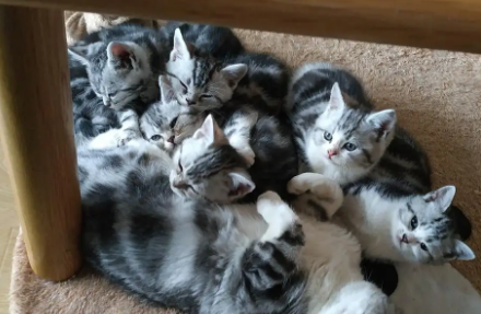 上海正规美短猫舍 上海正规美短猫舍