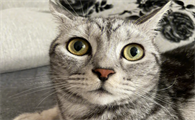 猫鼻支和猫疱疹病毒有什么区别?该如何预防与治疗?