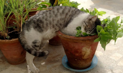 几个月的猫咪可以用猫薄荷啊？