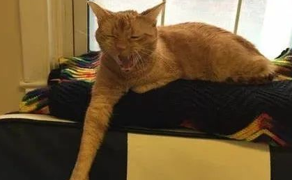 猫咪镇静剂怎么选择？关于猫咪镇静的必知知识