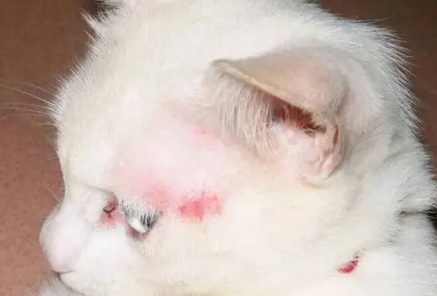 猫咪为什么会有猫癣呢怎么办