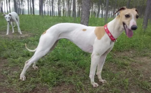 格力犬
