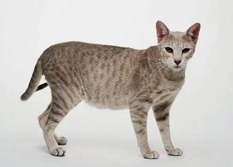 埃及猫掉毛的原因及防治