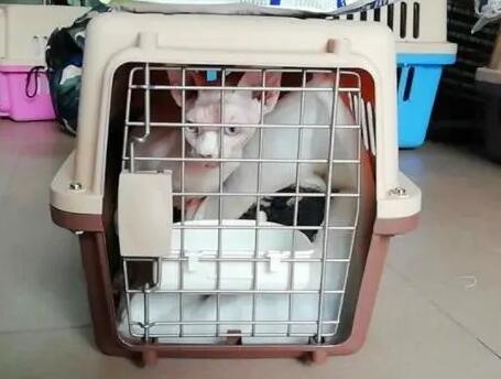 高铁上宠物托运多少钱