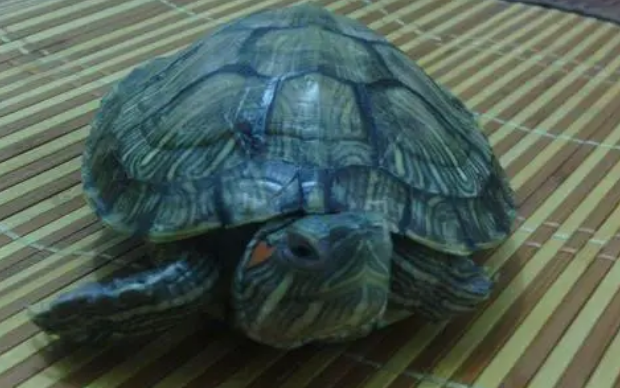 乌龟常见病害防治？