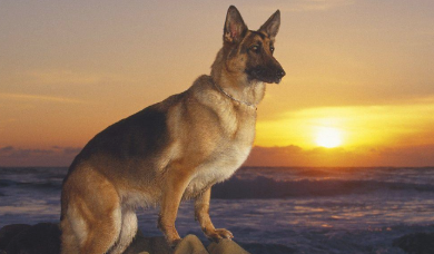德国牧羊犬广泛夏季疾病的预防及医治！