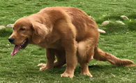 狗狗大便为什么转圈