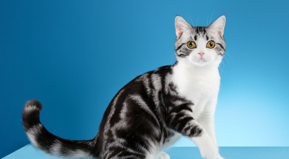 训练美国短毛猫的四大策略 训练美国短毛猫的四大策略